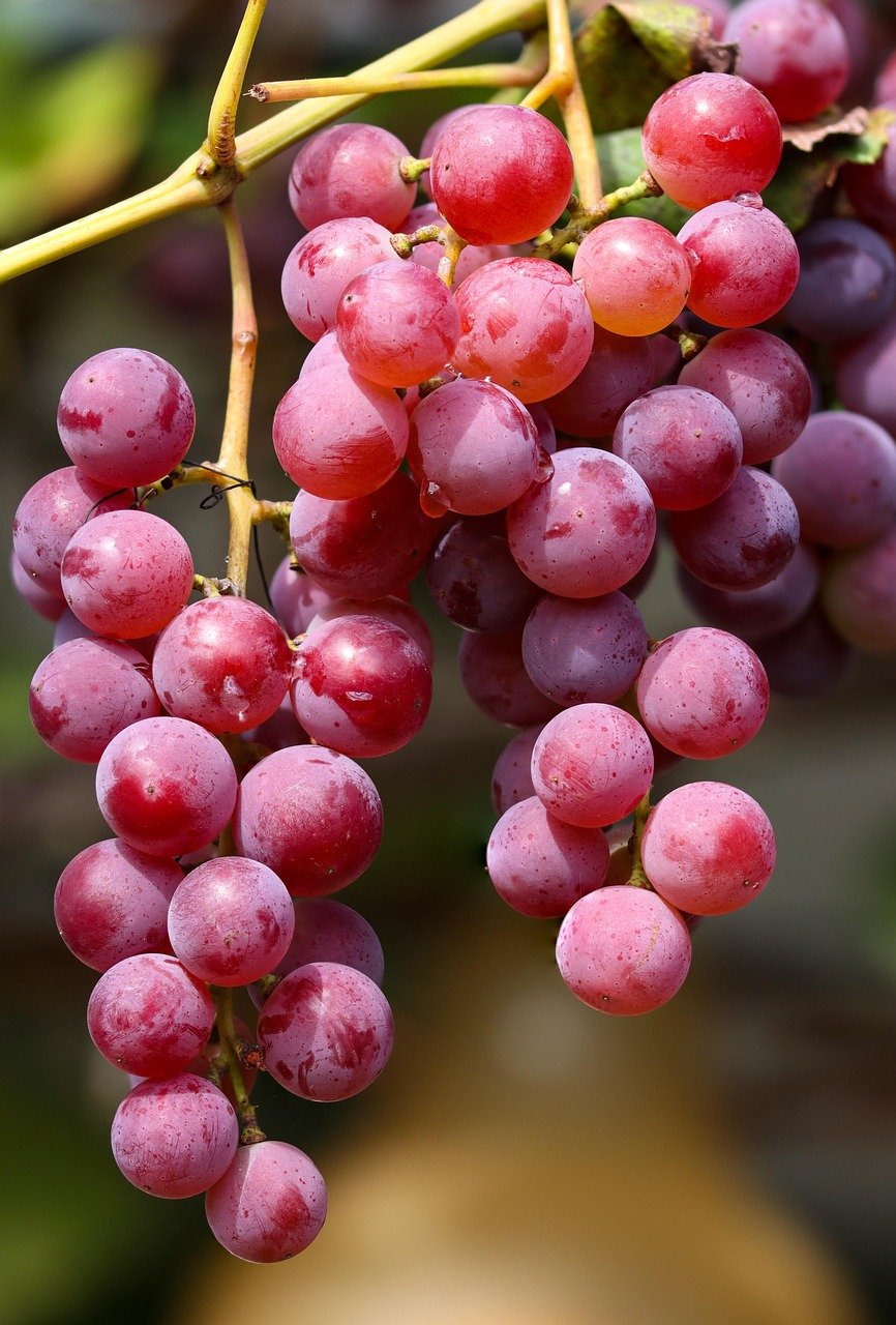 grapes, fruit, grapevine, plant, food, healthy, nutrition, vineyard, vitamins, organic, nature, ripe, harvest, closeup, grapes, fruit, vineyard, vineyard, vineyard, vineyard, vineyard