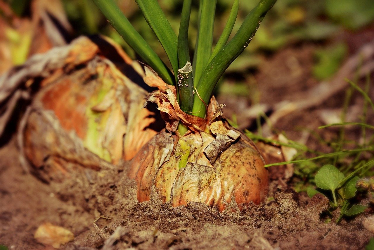 why-choose-us-02 onion, root vegetable, growth, harvest, plant, food, nutrition, nature, soil